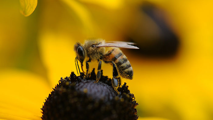 A bee on top of a flower