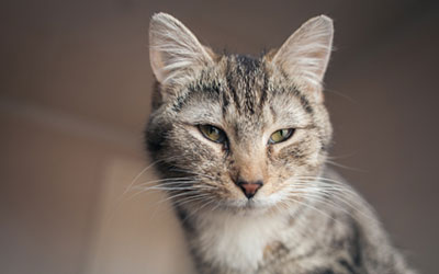 A cat staring menacingly off into space